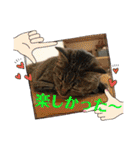 チャマポラのスタンプの巻（個別スタンプ：33）