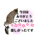 チャマポラのスタンプの巻（個別スタンプ：34）