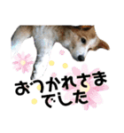 チャマポラのスタンプの巻（個別スタンプ：36）