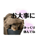 チャマポラのスタンプの巻（個別スタンプ：37）