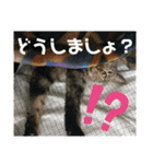 チャマポラのスタンプの巻（個別スタンプ：39）