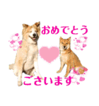 チャマポラのスタンプの巻（個別スタンプ：40）