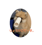 chachaまる（個別スタンプ：8）