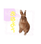 うさぎのぴょん太No.1（個別スタンプ：1）