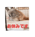 うさぎのぴょん太No.1（個別スタンプ：12）
