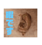 うさぎのぴょん太No.1（個別スタンプ：14）