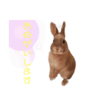 うさぎのぴょん太No.1（個別スタンプ：19）