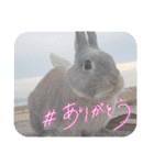 うさぎのぴょん太No.1（個別スタンプ：21）