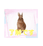 うさぎのぴょん太No.1（個別スタンプ：25）