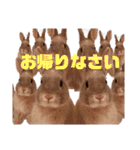 うさぎのぴょん太No.1（個別スタンプ：31）