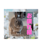 うさぎのぴょん太No.1（個別スタンプ：33）