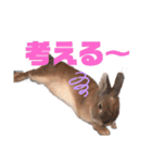 うさぎのぴょん太No.1（個別スタンプ：34）