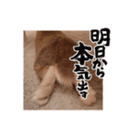 うさぎのぴょん太No.1（個別スタンプ：35）