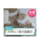 ねこねここころ 1（個別スタンプ：4）