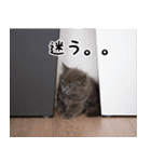 ふわふわ猫のノア 毎日使える猫スタンプ（個別スタンプ：36）