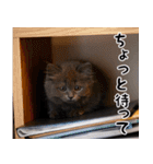 ふわふわ猫のノア 毎日使える猫スタンプ（個別スタンプ：37）