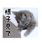 ふわふわ猫のノア 毎日使える猫スタンプ（個別スタンプ：38）