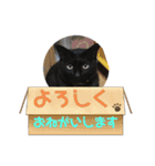 黒猫一家〜なつの巻〜（個別スタンプ：5）