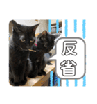 黒猫一家〜なつの巻〜（個別スタンプ：13）