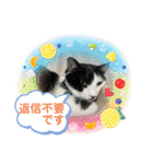 ねこねここころ 2（個別スタンプ：4）