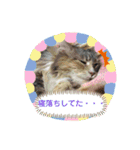 ねこねここころ 2（個別スタンプ：12）