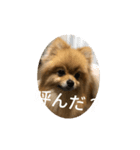 つぶやきココちゃん2（個別スタンプ：3）