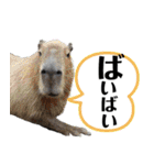 市川市動植物園スタンプ（個別スタンプ：3）