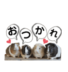 市川市動植物園スタンプ（個別スタンプ：7）