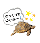 市川市動植物園スタンプ（個別スタンプ：11）