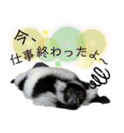市川市動植物園スタンプ（個別スタンプ：13）