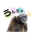 市川市動植物園スタンプ（個別スタンプ：22）