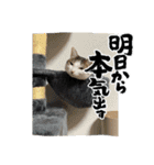 塗装猫形部（個別スタンプ：5）