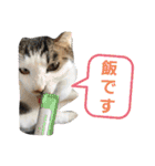 塗装猫形部（個別スタンプ：16）