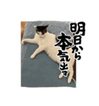 塗装猫形部（個別スタンプ：17）