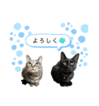 こまさとこてつ2（個別スタンプ：19）