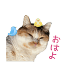 可愛い猫トリオ【三毛＆黒＆ハチワレ】（個別スタンプ：1）