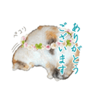 可愛い猫トリオ【三毛＆黒＆ハチワレ】（個別スタンプ：3）