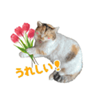 可愛い猫トリオ【三毛＆黒＆ハチワレ】（個別スタンプ：4）