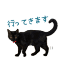 可愛い猫トリオ【三毛＆黒＆ハチワレ】（個別スタンプ：5）