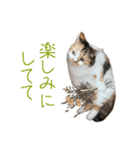 可愛い猫トリオ【三毛＆黒＆ハチワレ】（個別スタンプ：6）