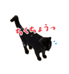 可愛い猫トリオ【三毛＆黒＆ハチワレ】（個別スタンプ：7）