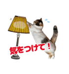 可愛い猫トリオ【三毛＆黒＆ハチワレ】（個別スタンプ：8）