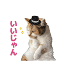 可愛い猫トリオ【三毛＆黒＆ハチワレ】（個別スタンプ：9）