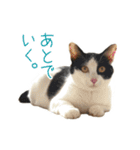 可愛い猫トリオ【三毛＆黒＆ハチワレ】（個別スタンプ：10）