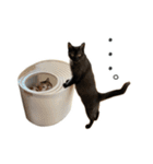 可愛い猫トリオ【三毛＆黒＆ハチワレ】（個別スタンプ：11）