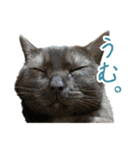 可愛い猫トリオ【三毛＆黒＆ハチワレ】（個別スタンプ：13）