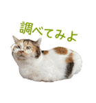 可愛い猫トリオ【三毛＆黒＆ハチワレ】（個別スタンプ：15）