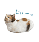 可愛い猫トリオ【三毛＆黒＆ハチワレ】（個別スタンプ：16）