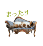 可愛い猫トリオ【三毛＆黒＆ハチワレ】（個別スタンプ：17）