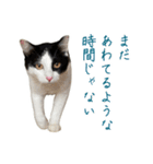 可愛い猫トリオ【三毛＆黒＆ハチワレ】（個別スタンプ：18）
